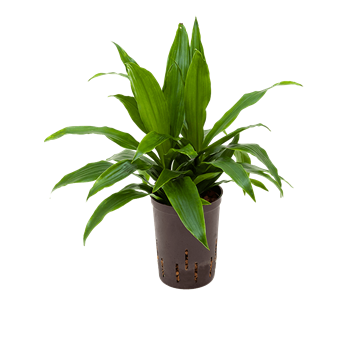 Dracena fragrans 'Janet Craig' 1DRJG2K10
