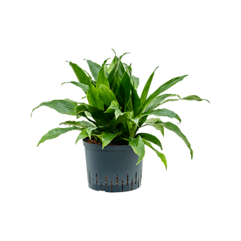 Dracena fragrans 'Janet Craig' 1DRJG5K25