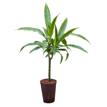 Dracena fragrans 'Janet Craig' 1DRJG1S20