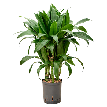 Dracena fragrans 'Janet Craig' 1DRJGCA18