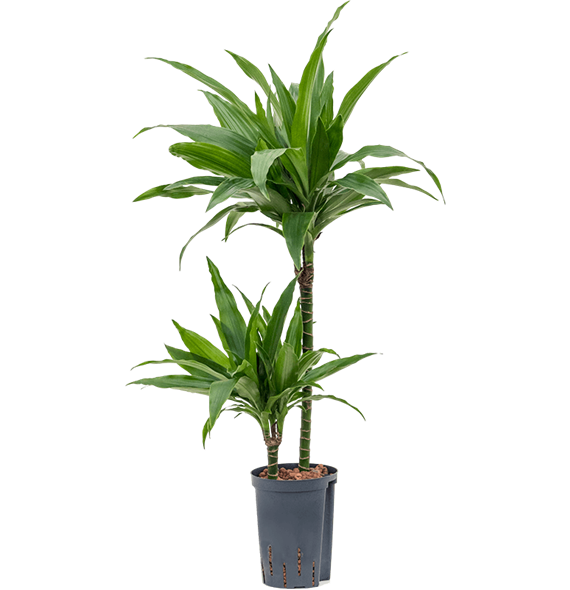 Dracena fragrans 'Janet Craig' 1DRJG2S10
