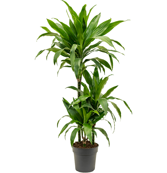 Dracena fragrans 'Janet Craig' 4DRJC3S12