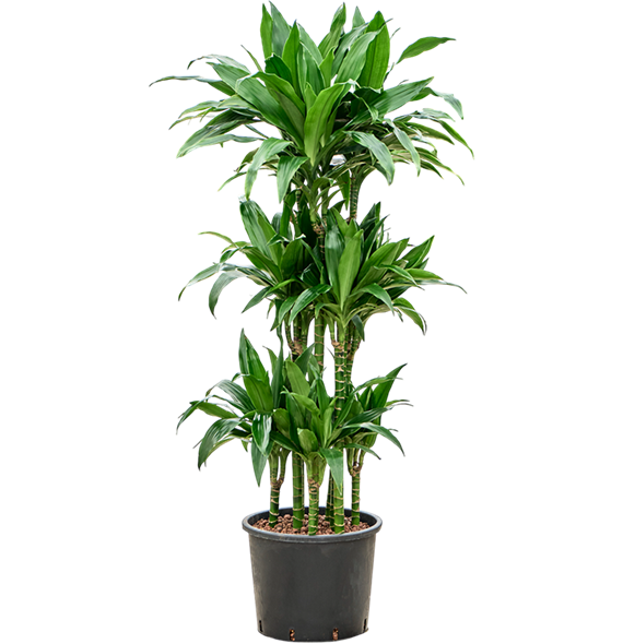 Dracena fragrans 'Janet Craig' 1DRJGCA92