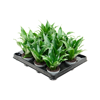 Dracena fragrans 'Janet Craig' 12/tray 4DRJCBP12