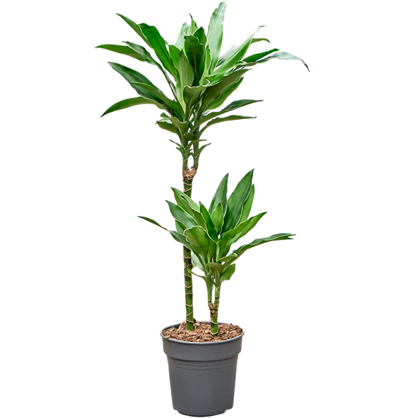 Dracena fragrans 'Janet Lind Gold' 4DRJG2S19