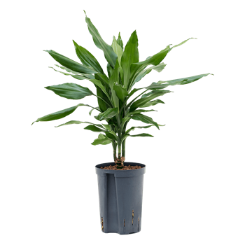 Dracena fragrans 'Janet Lind' 1DRJL1S05