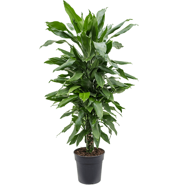 Dracena fragrans 'Janet Lind' 4DRJLVT12