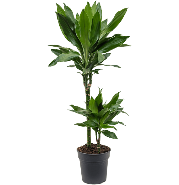 Dracena fragrans 'Janet Lind' 4DRJL2T05