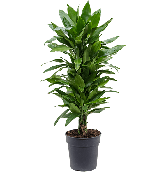 Dracena fragrans 'Janet Lind' 4DRJLVT20