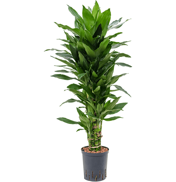 Dracena fragrans 'Janet Lind' 1DRJLVT05