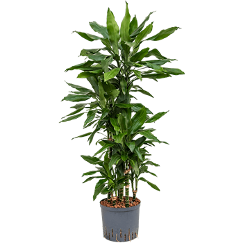 Dracena fragrans 'Janet Lind' 1DRJLCA10