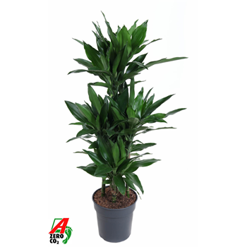 Dracena fragrans 'Janet Lind' F00005137