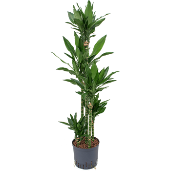 Dracena fragrans 'Janet Lind' 1DRJLCA15