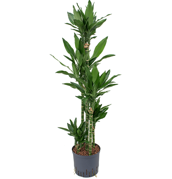 Dracena fragrans 'Janet Lind' 1DRJLCA15