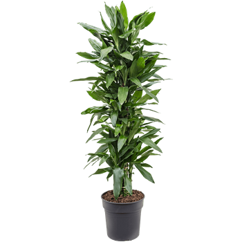 Dracena fragrans 'Janet Lind' 4DRJLVT10