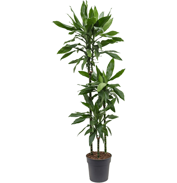 Dracena fragrans 'Janet Lind' 4DRJL3S24