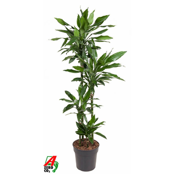 Dracena fragrans 'Janet Lind' F00005138