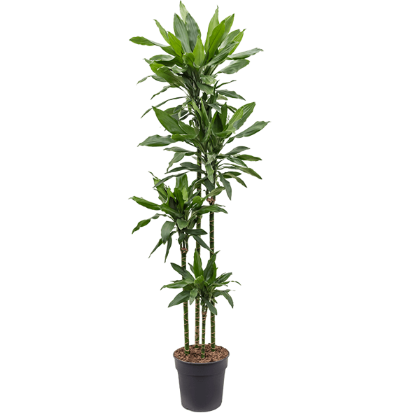 Dracena fragrans 'Janet Lind' 4DRJL4T10