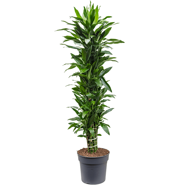 Dracena fragrans 'Janet Lind' 4DRJLVT05