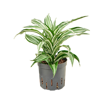 Dracena fragrans 'Kanzi' 2DRKAKO10