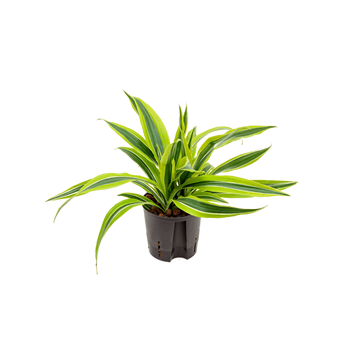 Dracena fragrans 'Lemon Lime' 2DRLL2K10