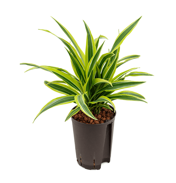 Dracena fragrans 'Lemon Lime' 1DRLL2K10