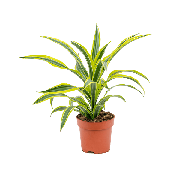 Dracena fragrans 'Lemon Lime' 4DRLLKO08