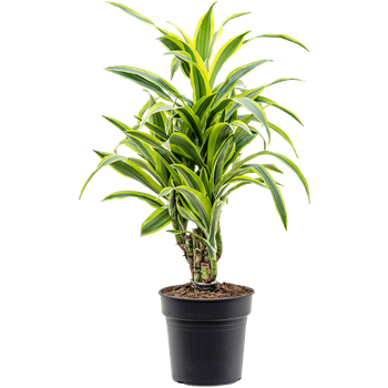 Dracena fragrans 'Lemon Lime' 4DRLLVT21