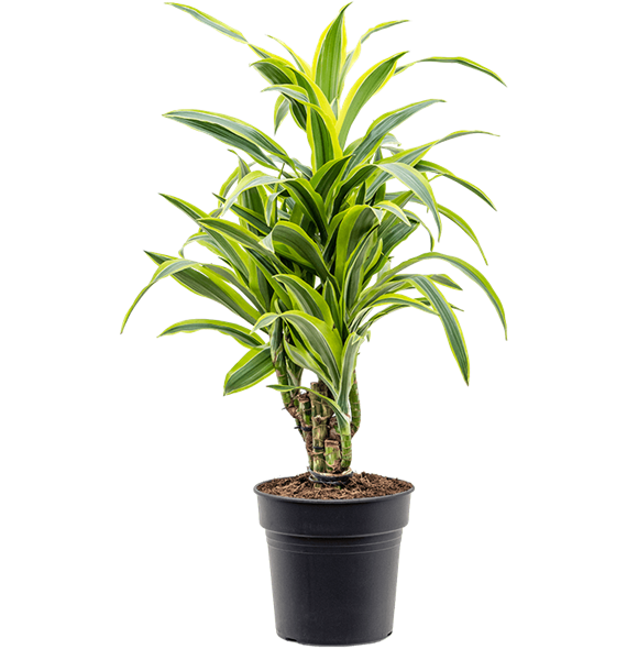 Dracena fragrans 'Lemon Lime' 4DRLLVT21