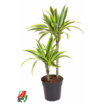 Dracena fragrans 'Lemon Lime' F00002934