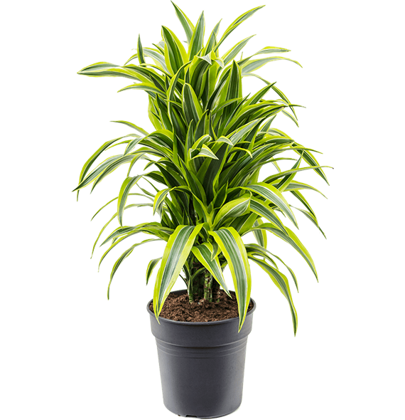 Dracena fragrans 'Lemon Lime' 4DRLLVT04
