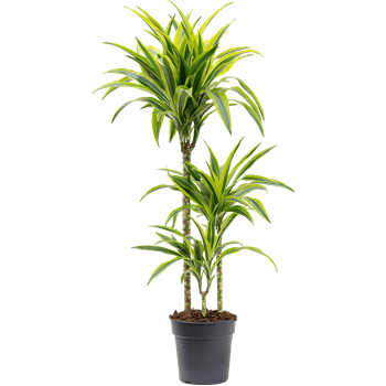 Dracena fragrans 'Lemon Lime' 4DRLL3S05