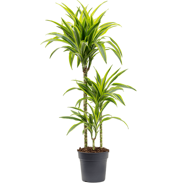 Dracena fragrans 'Lemon Lime' 4DRLL3S05