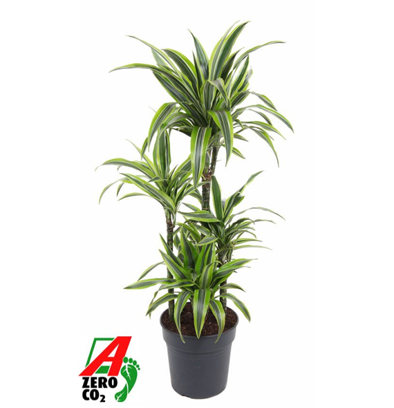 Dracena fragrans 'Lemon Lime' F00005020
