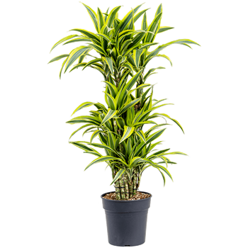Dracena fragrans 'Lemon Lime' 4DRLLVT00