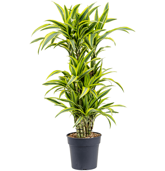 Dracena fragrans 'Lemon Lime' 4DRLLVT00