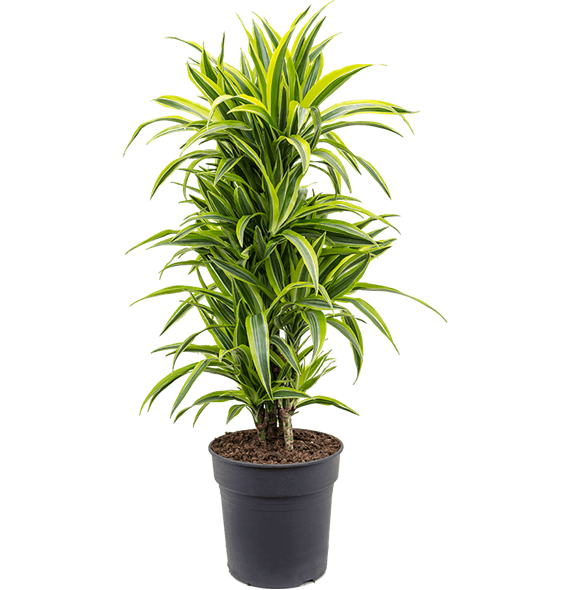 Dracena fragrans 'Lemon Lime' 4DRLLVT05