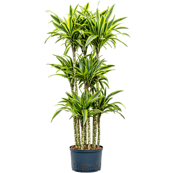 Dracena fragrans 'Lemon Lime' 1DRLLCA92