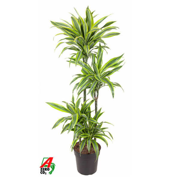 Dracena fragrans 'Lemon Lime' F00002859