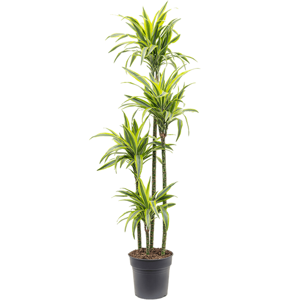 Dracena fragrans 'Lemon Lime' 4DRLL4S10