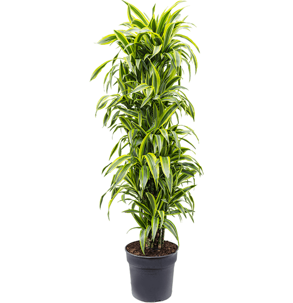 Dracena fragrans 'Lemon Lime' 4DRLLVT10