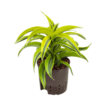 Dracena fragrans 'Lemon Surprise' 2DRLSKO10