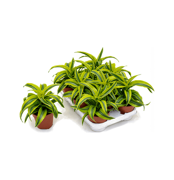 Dracena fragrans 'Lemon Surprise' 8/tray 4DRLSKO10