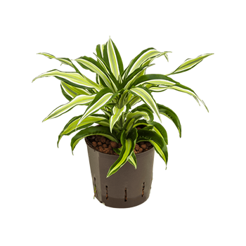 Dracena fragrans 'Malaika' 2DRMA1S10