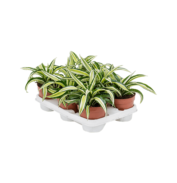 Dracena fragrans 'Malaika' 6/tray 4DRMAKO12