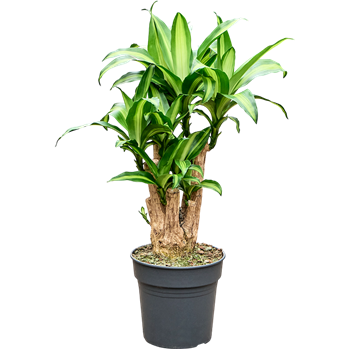 Dracena fragrans 'Massangeana' 4DRMSV103