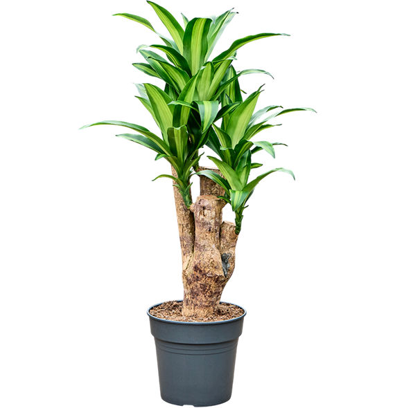 Dracena fragrans 'Massangeana' 4DRMSV127