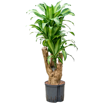 Dracena fragrans 'Massangeana' 1DRMSVT22