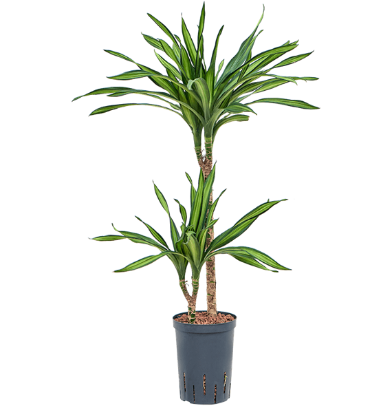 Dracena fragrans 'Riki' 1DRRI2S12