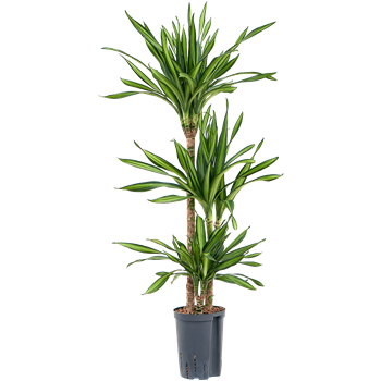 Dracena fragrans 'Riki' 1DRRI3S12